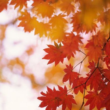 Fall Produce: A Palatable Wonderland