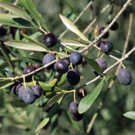 Olive Oil: Looks Green, Smells Green, Tastes Green