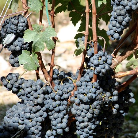 The Golden Age of California Cabernet Sauvignon