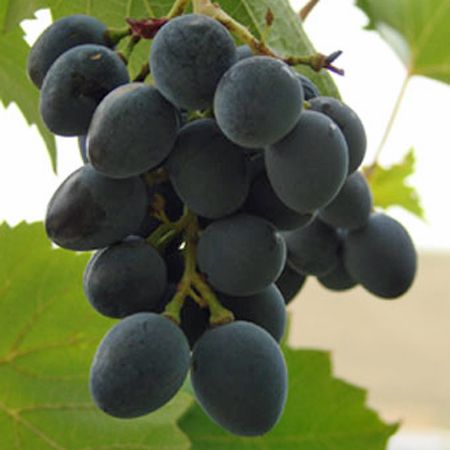 Alcohol Content in Wine