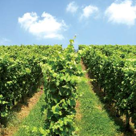 A Question of Sustainability