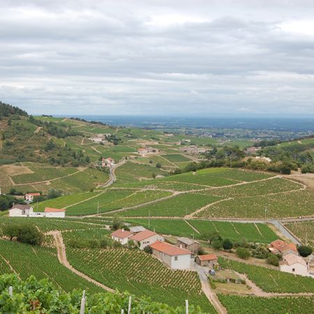 The Beaujolais Renaissance