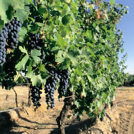 From the Andes to the Cellar: Argentinean Wines